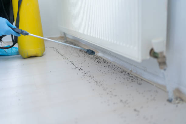 Best Cockroach Control Services  in Oak Leaf, TX