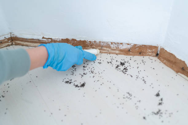 Pest Prevention Services in Oak Leaf, TX